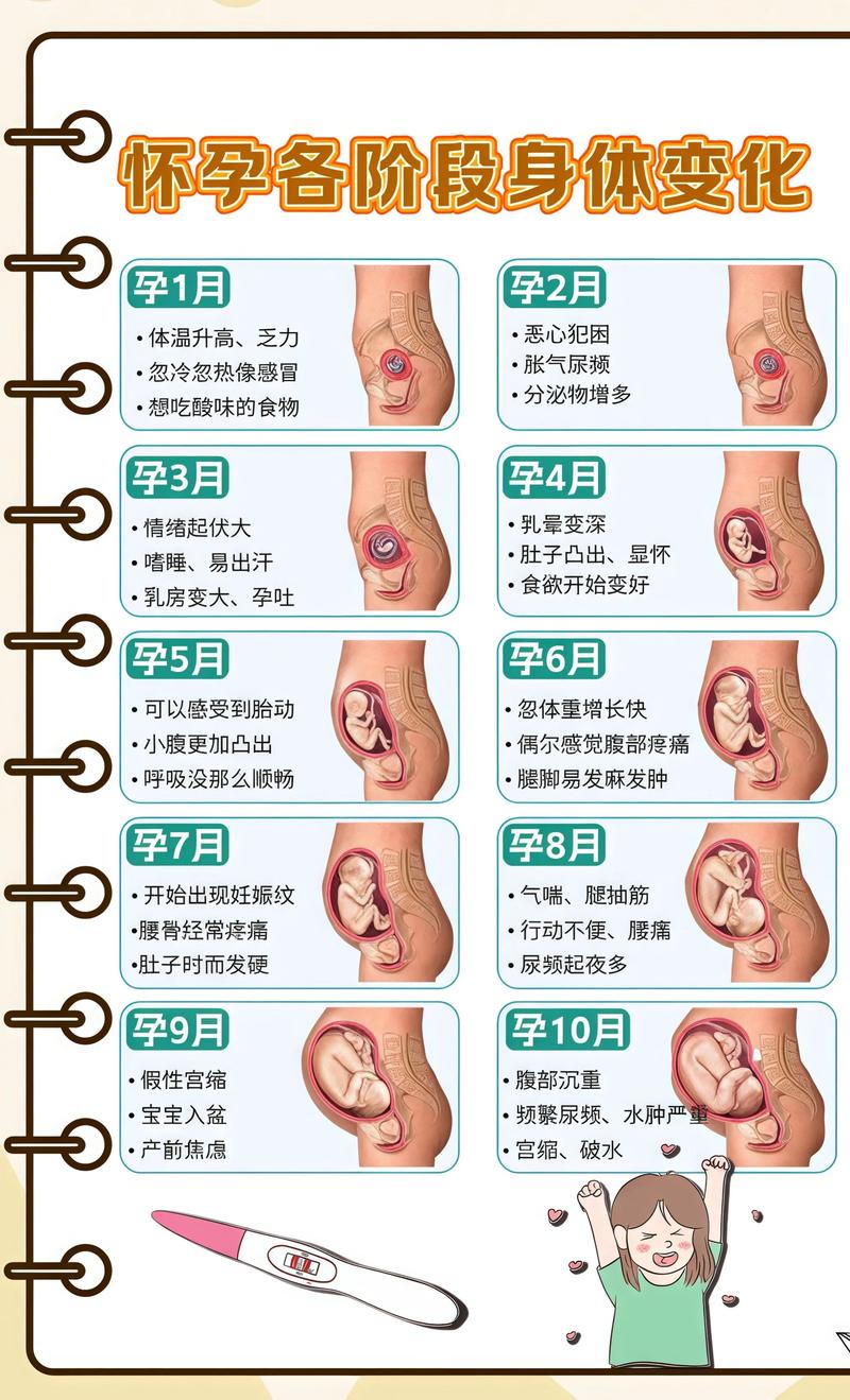 揭秘供卵代孕妈妈怀孕小腹分两节，孕期变化的奥秘崇左代生机构: